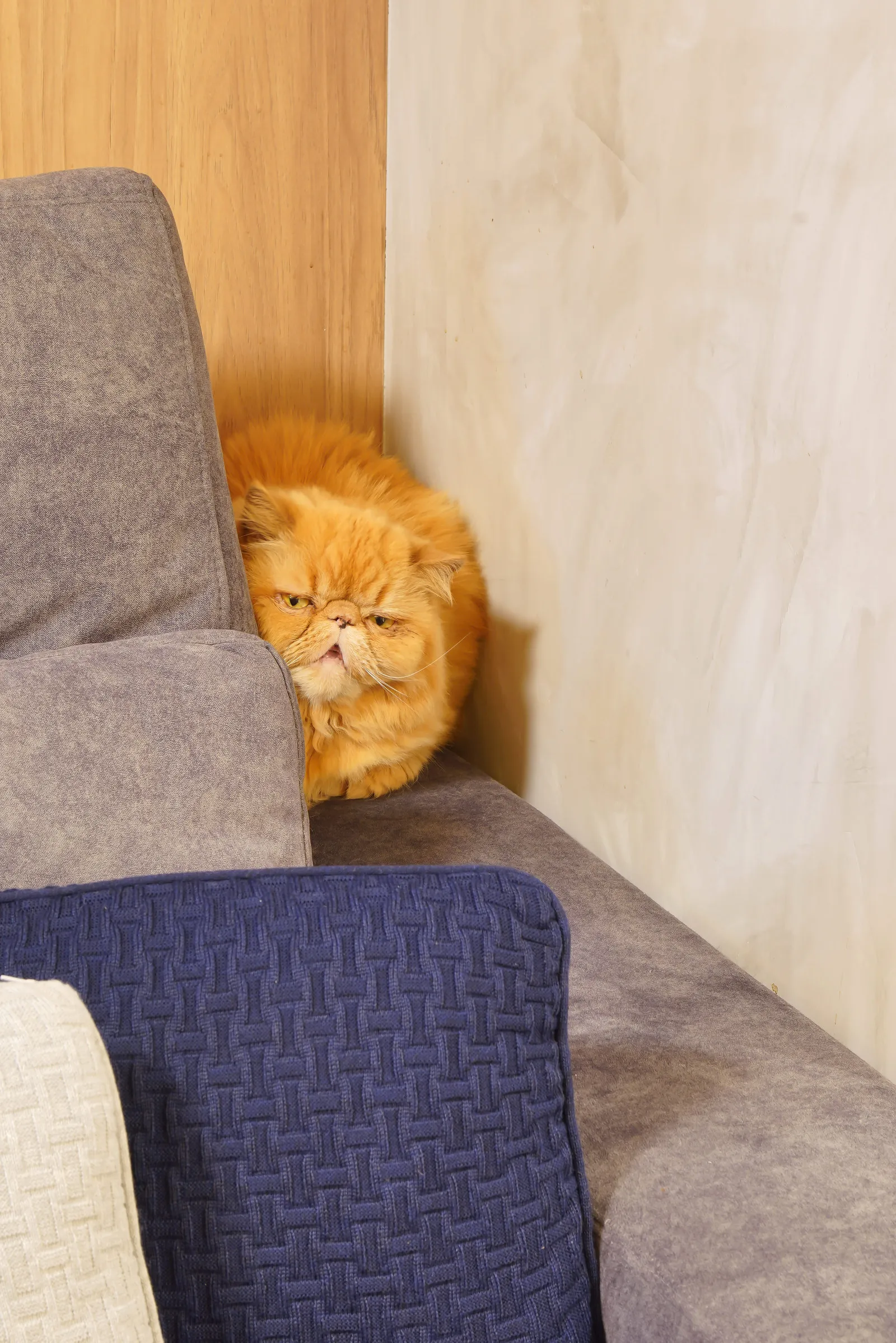 Gato laranja acomodado no canto do sofá cinza, junto ao painel de madeira e à almofada azul